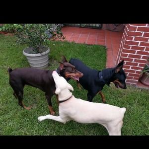 Meet your Posher, Rosa